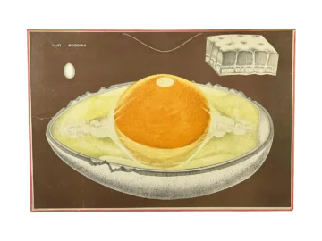Poster "Egg - Structure", Poland, 1960s