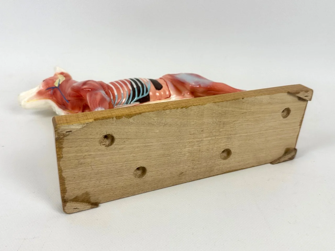 Acupuncture Model Dog, 1970s