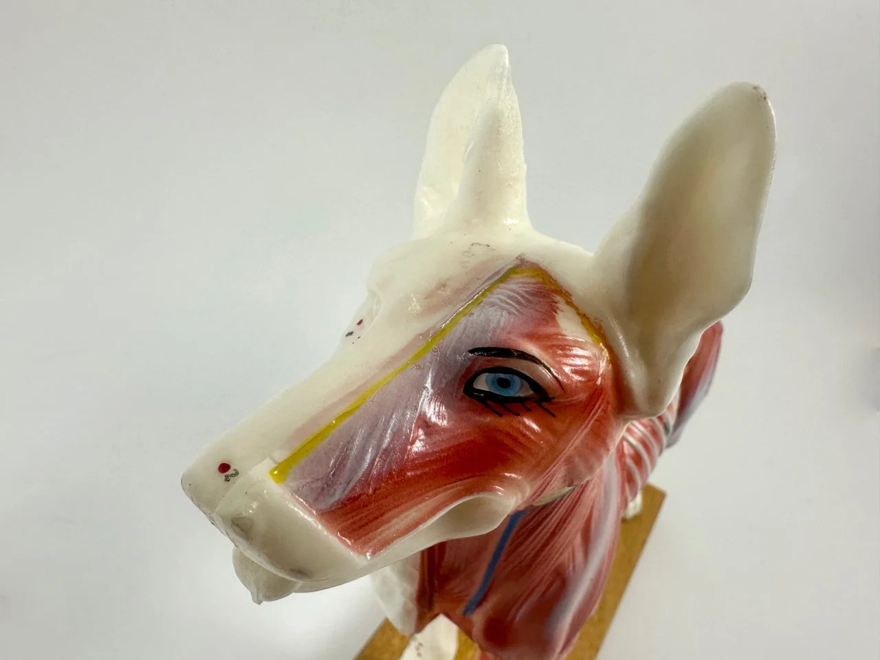 Acupuncture Model Dog, 1970s