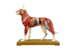 Acupuncture Model Dog, 1970s