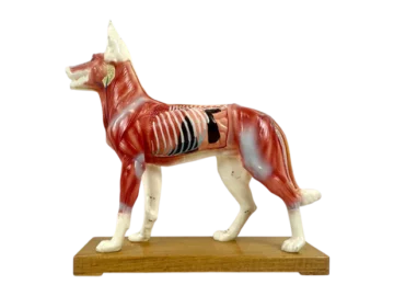 Acupuncture Model Dog, 1970s