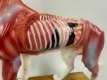 Acupuncture Model Dog, 1970s