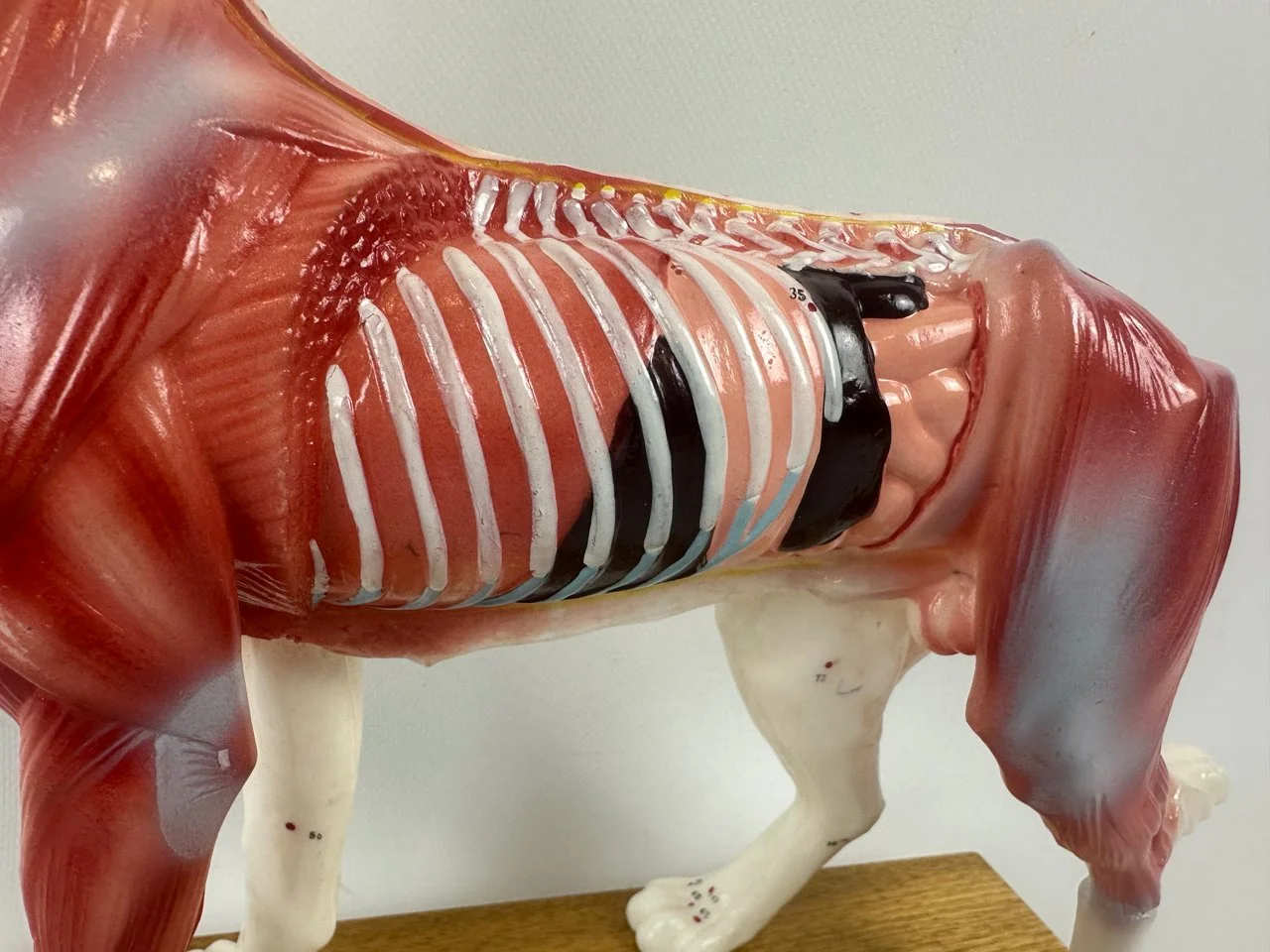 Acupuncture Model Dog, 1970s