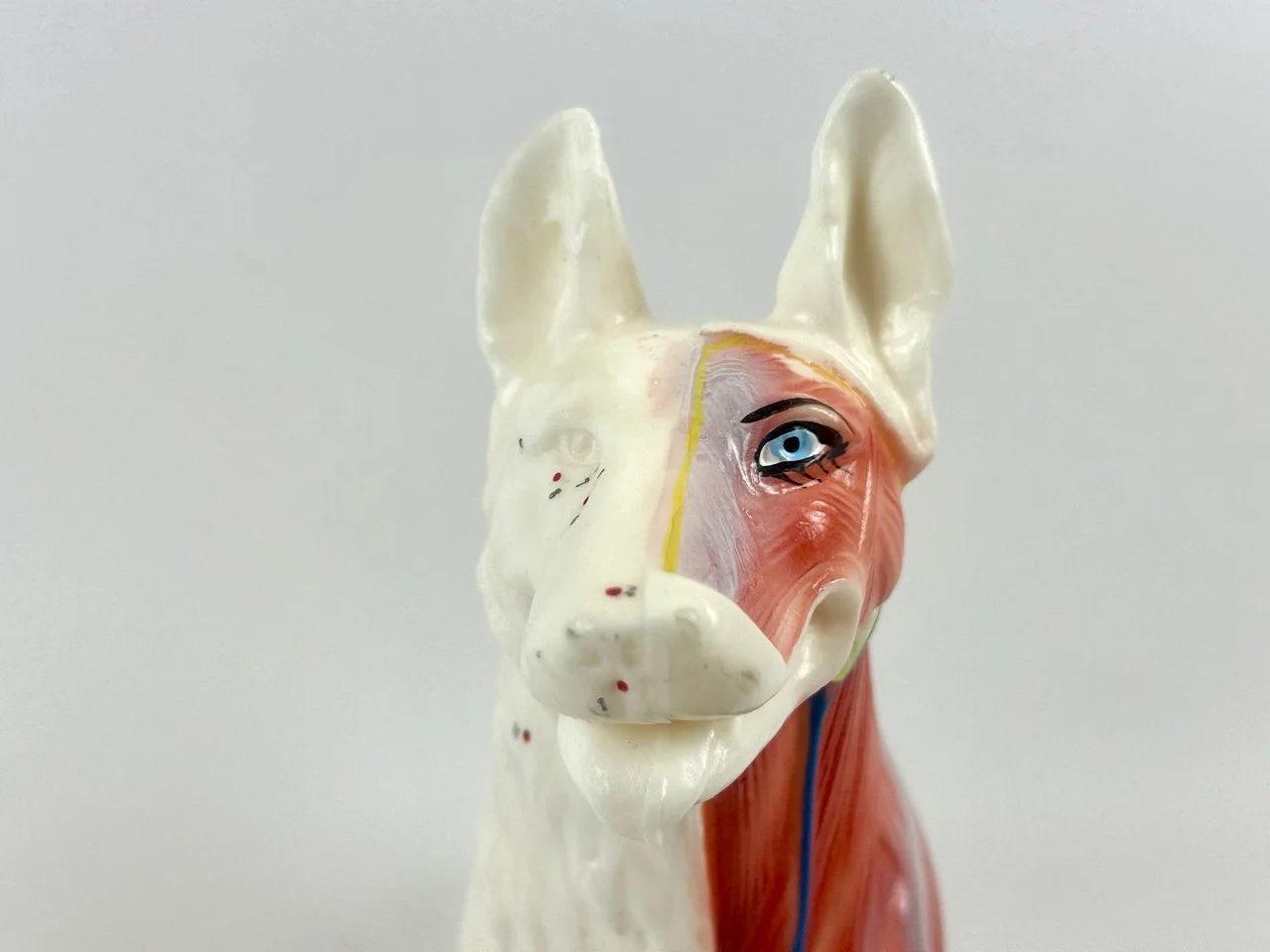 Acupuncture Model Dog, 1970s