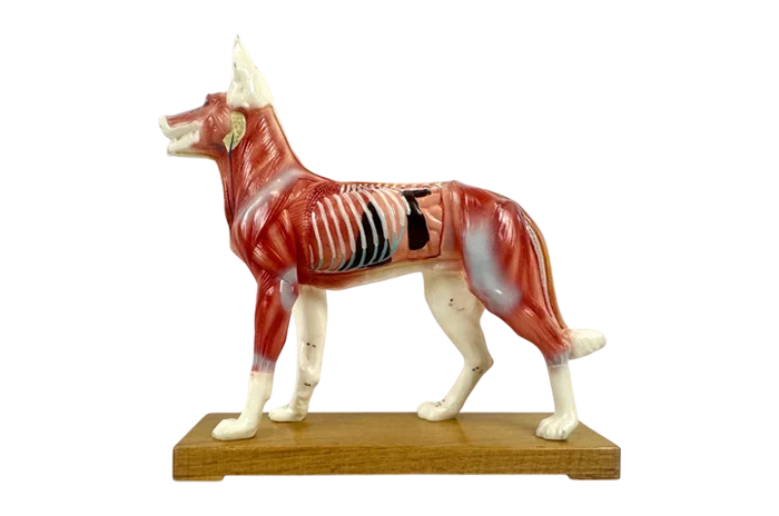 Acupuncture Model Dog, 1970s