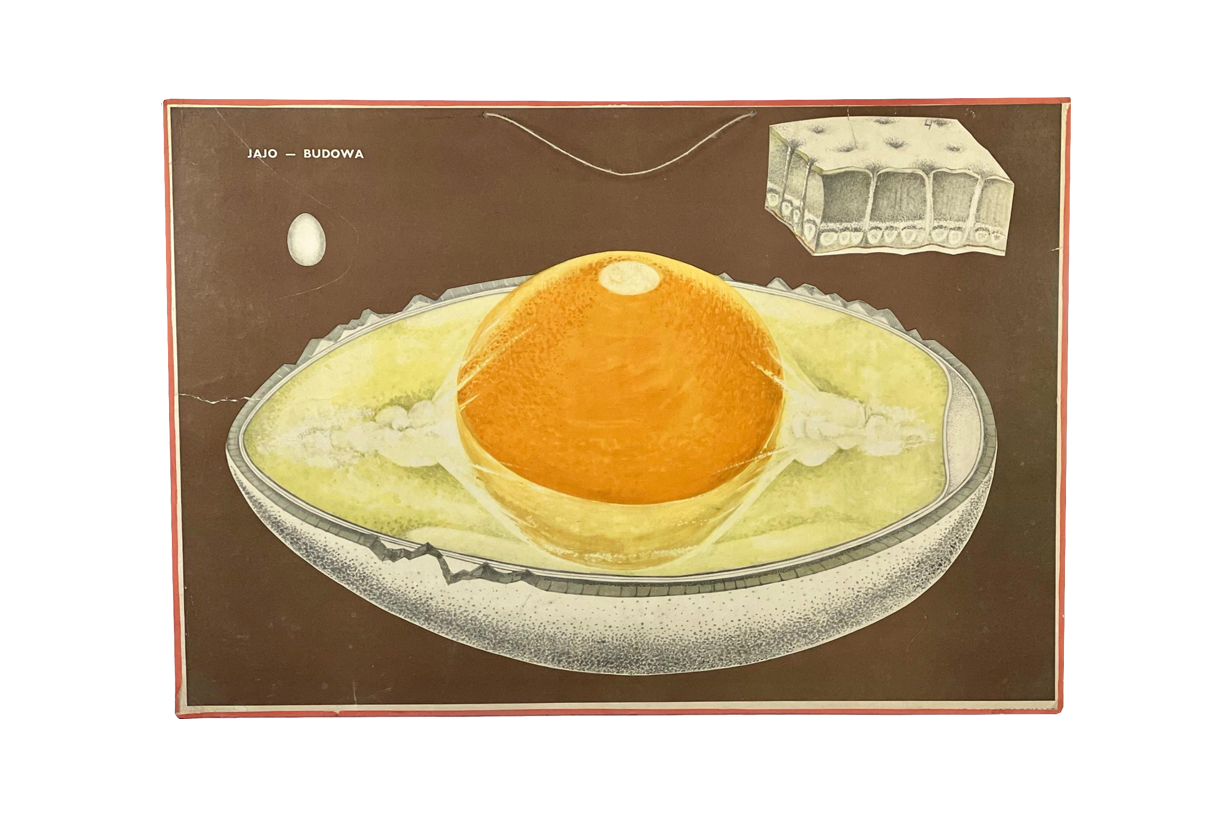 Plakat "Jajo - budowa" Polska, lata 60-te