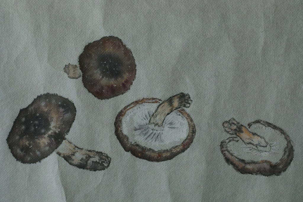 Tkanina artystyczna, malarstwo japońskie, Svampar, Dania