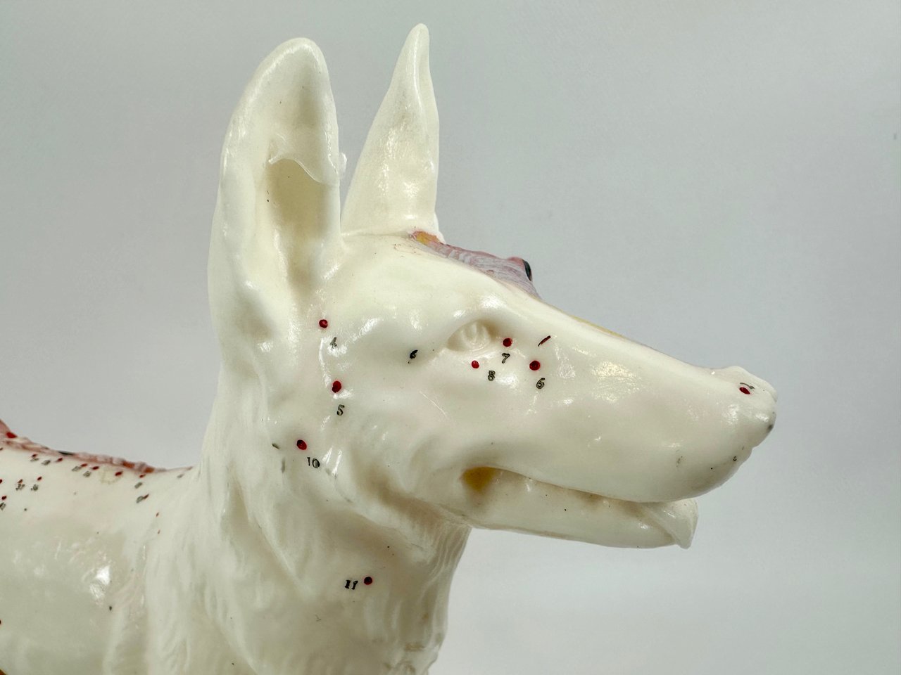 Model do akupunktury Pies, lata 70