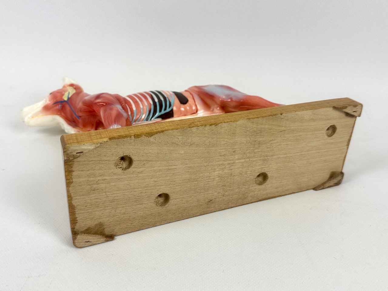 Model do akupunktury Pies, lata 70