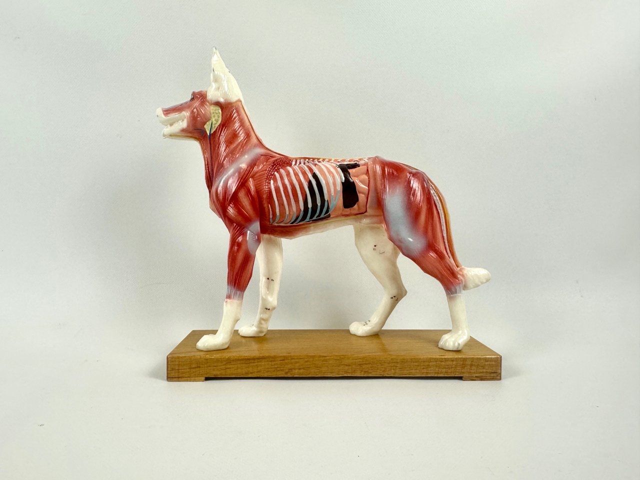 Model do akupunktury Pies, lata 70