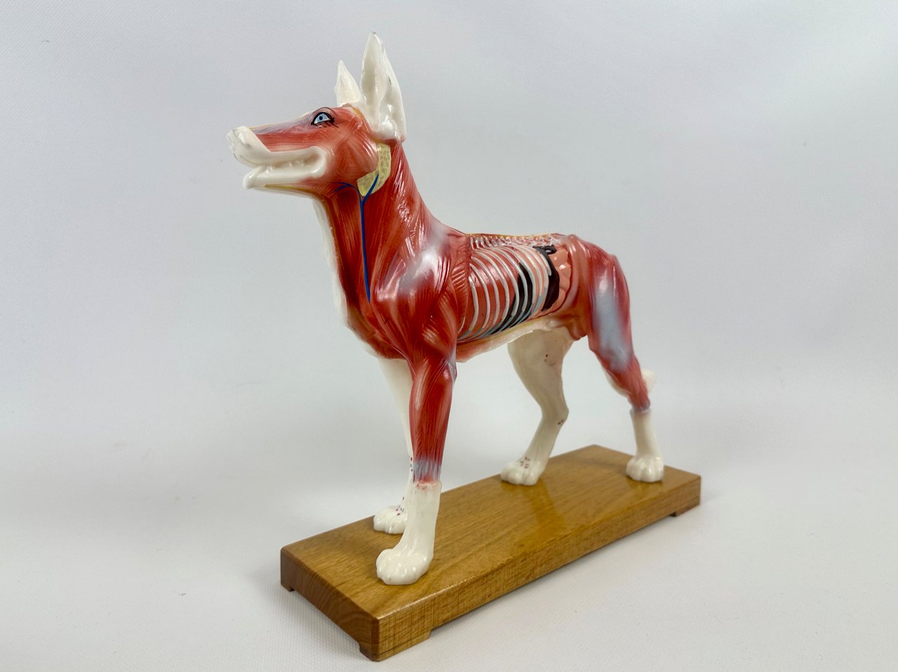 Model do akupunktury Pies, lata 70