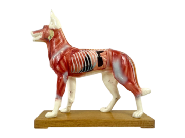 Model do akupunktury Pies, lata 70