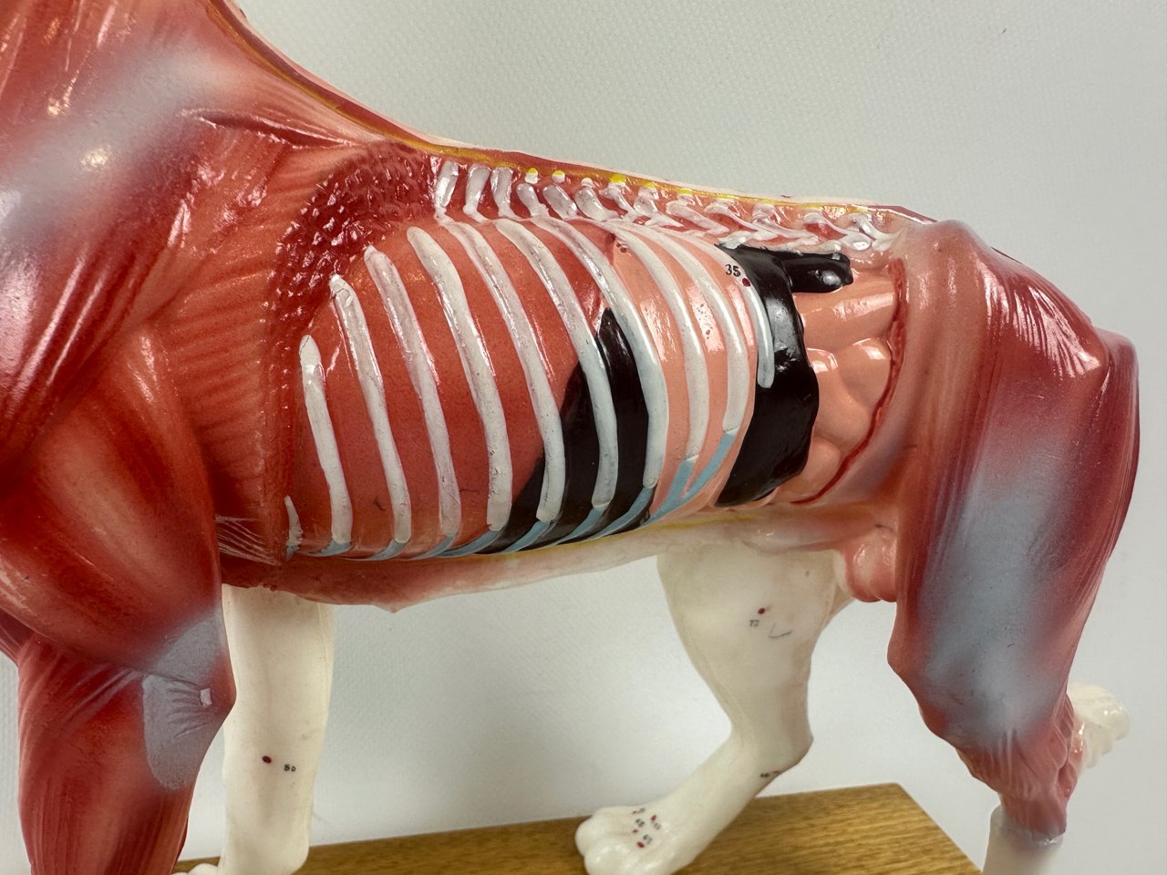 Model do akupunktury Pies, lata 70