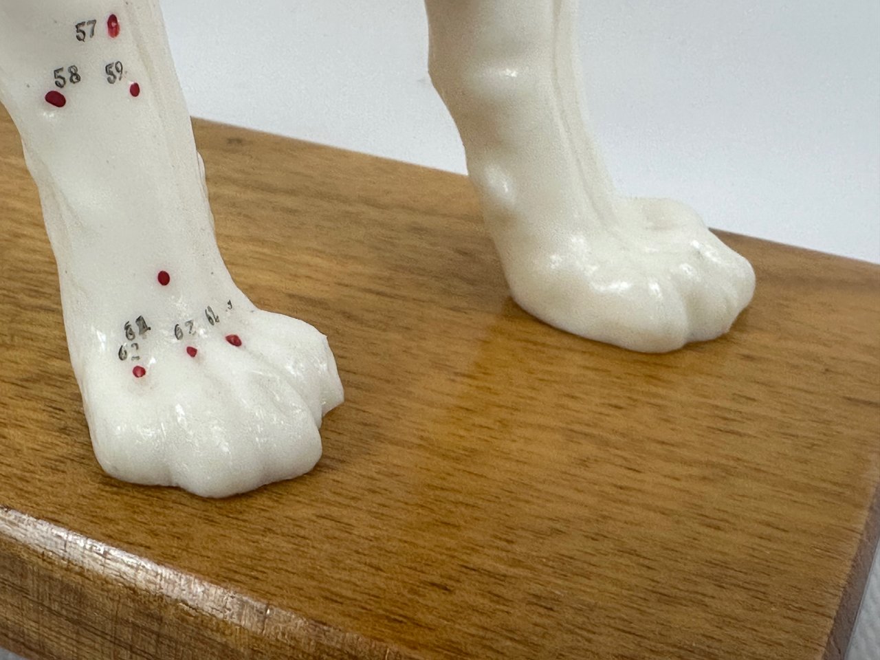 Model do akupunktury Pies, lata 70