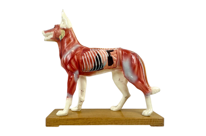 Model do akupunktury Pies, lata 70