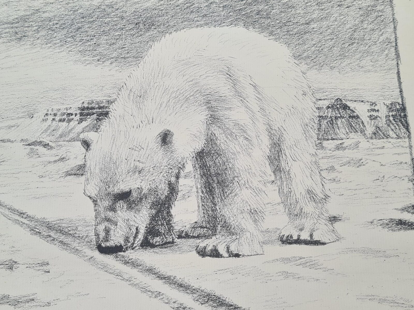 Polar bear, lithograph, Fridtjof Nansen, Norway, 1974